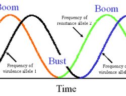 The Boom And Bust Cycle