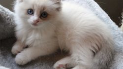 Captivating Blue Point White Ragdoll A Majestic Feline Beauty Blue Point Bicolor Ragdoll Kitten Cute Cats Pretty Chinese Dragon Breathing Credit Fumes
