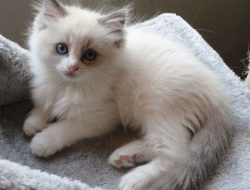 Captivating Blue Point White Ragdoll A Majestic Feline Beauty Blue Point Bicolor Ragdoll Kitten Cute Cats Pretty Chinese Dragon Breathing Credit Fumes